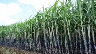 उखुको मूल्य बढाउन किसानको माग