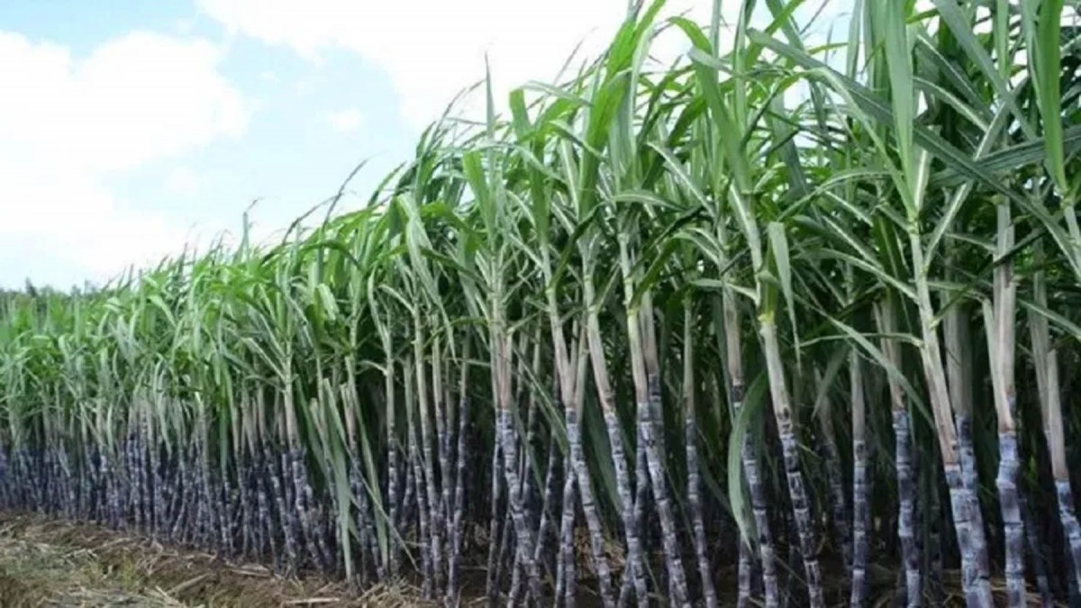 उखुको मूल्य बढाउन किसानको माग