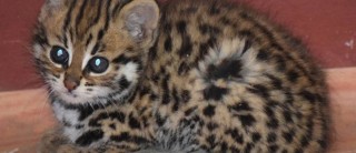 घाइते अवस्थामा उद्धार गरिएको चरी बाघको मृत्यु