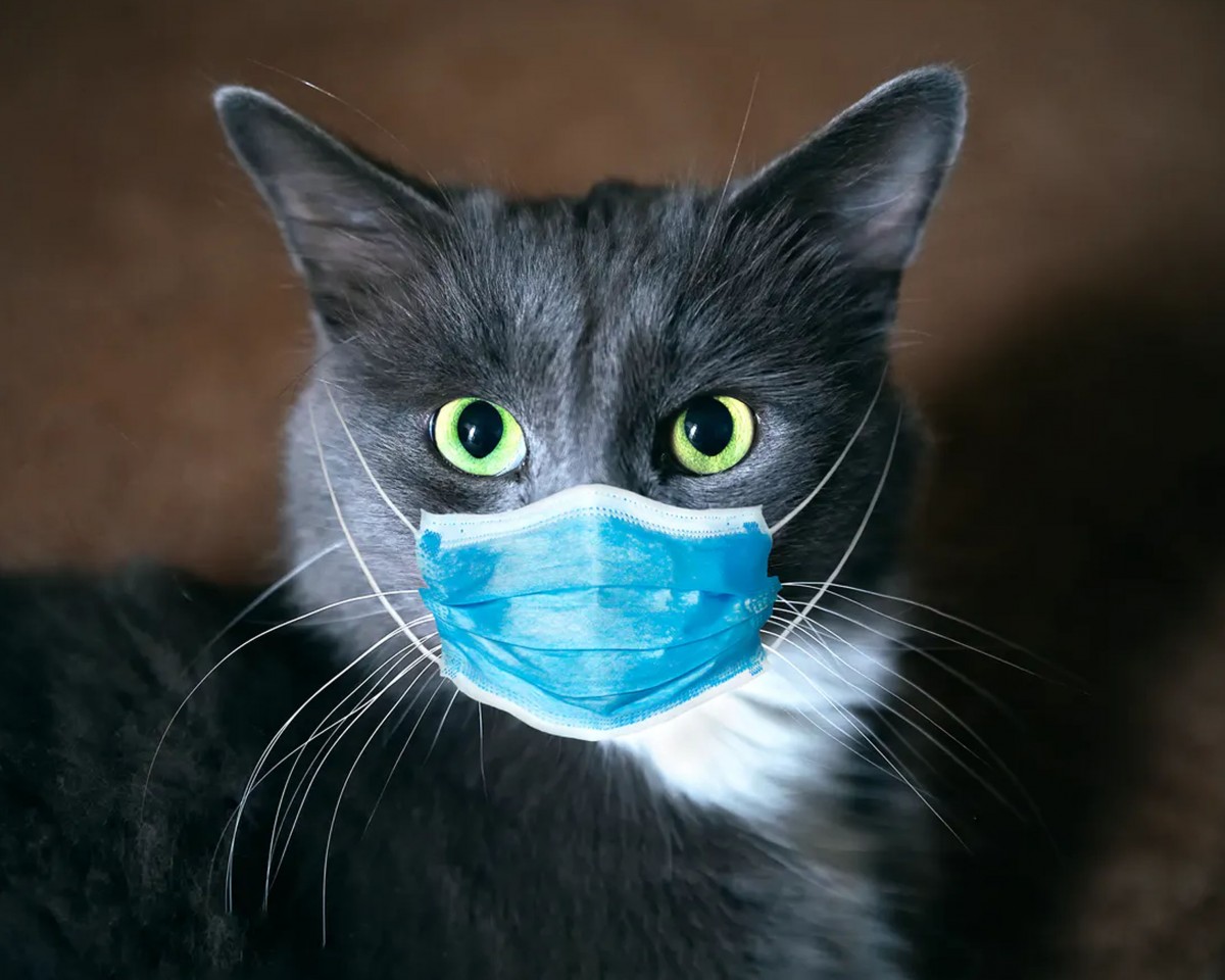 बिरालोमा पहिलोपटक कोरना पुष्टि भएपछि...