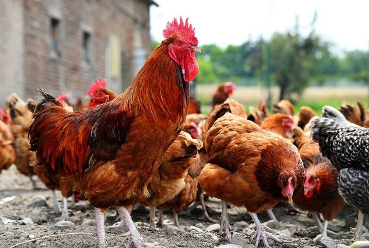 कुखुरा रोग नियन्त्रण गर्न खोप