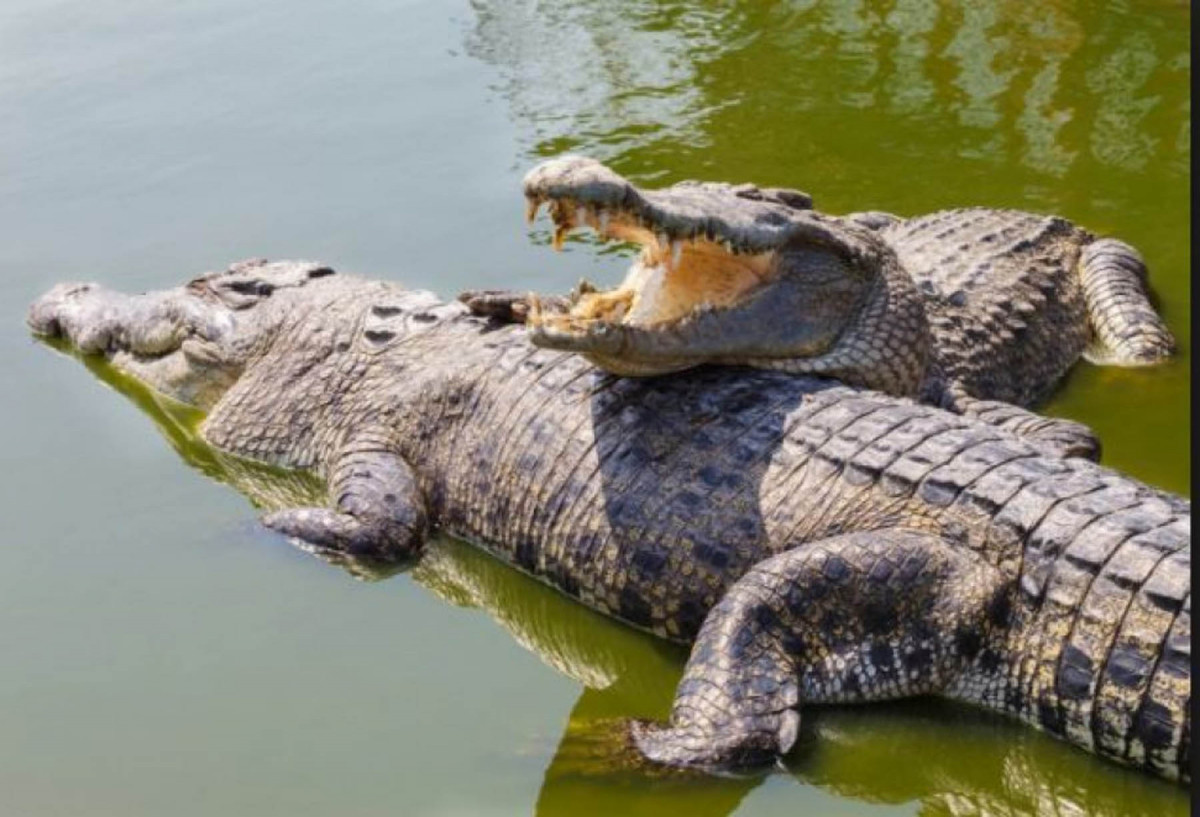 राप्ती नदीमा छाडियो  ७० गोही