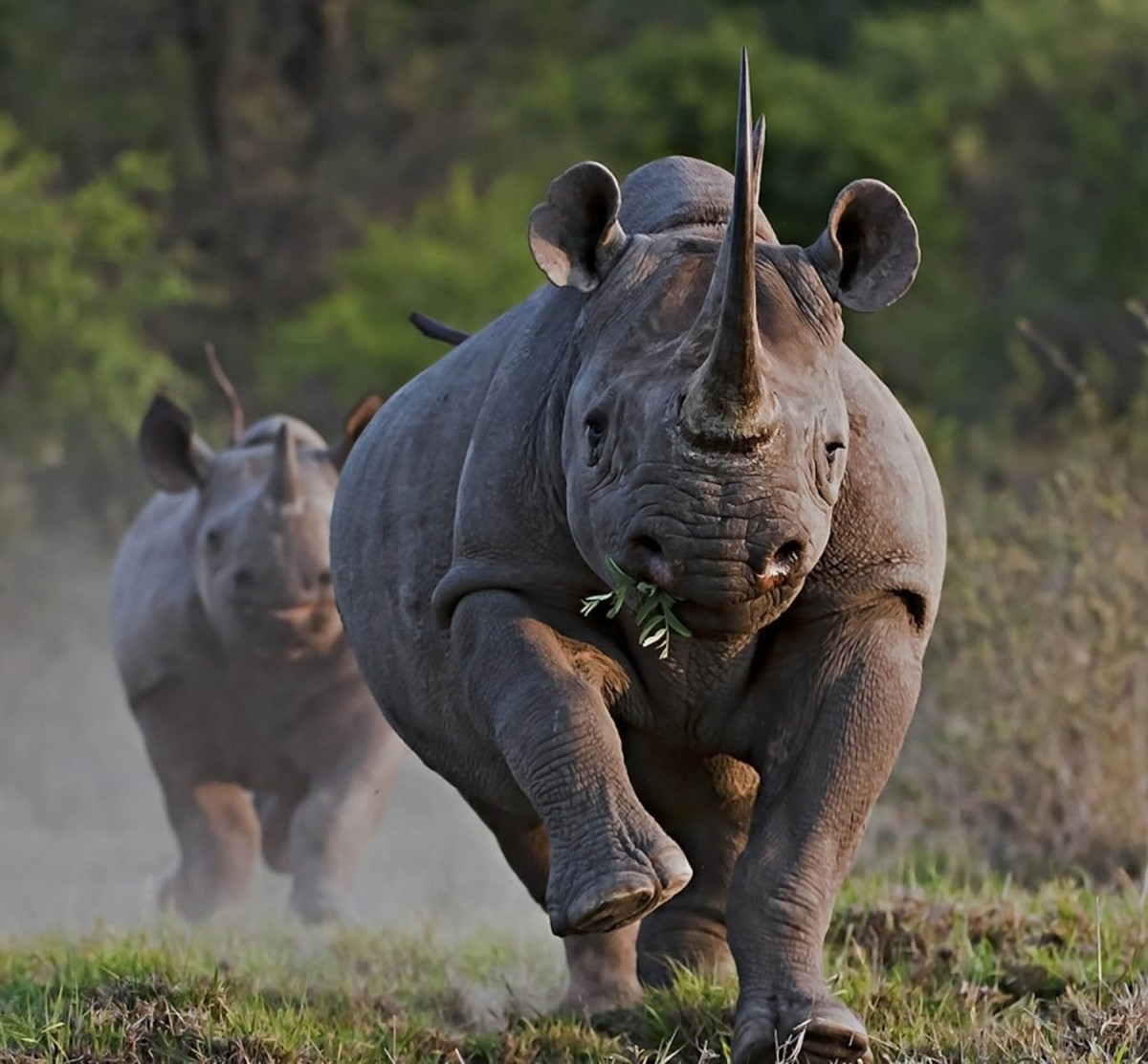 गैँडाको आक्रमणबाट एक वृद्धा घाइते