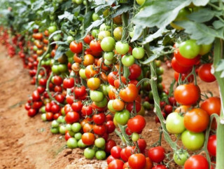 गोलभेँडाको उत्पादनमा वृद्धि : किसानले पाएनन् उचित मूल्य