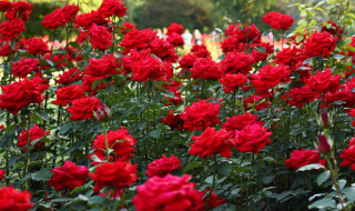 प्रणय दिवसमा छैन गुलाफको स्थानीय उत्पादन