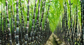 कञ्चनपुरका चिनी मिललाई उखु अभाव