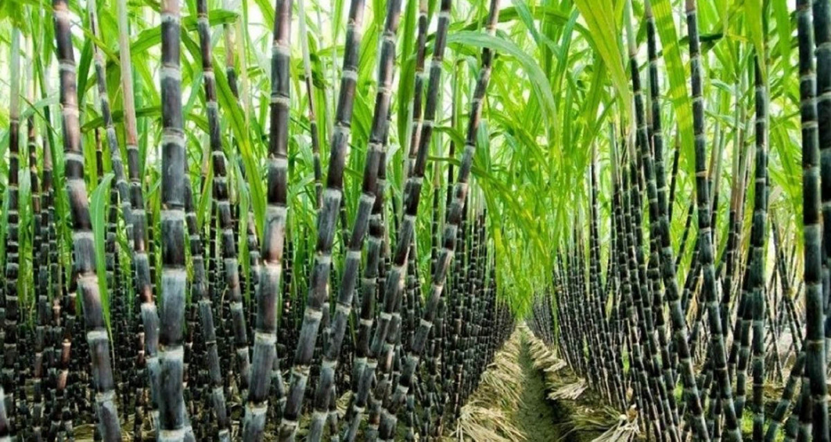 कञ्चनपुरका चिनी मिललाई उखु अभाव