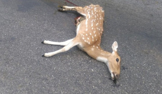 ट्रकको ठक्करबाट हरिणको मृत्यु