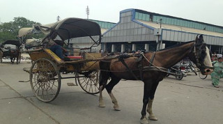 टाँगा सञ्चालन गर्न नपाउँदा व्यवसायी मर्कामा