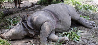 दुई वर्षको गैँडा मृत फेला