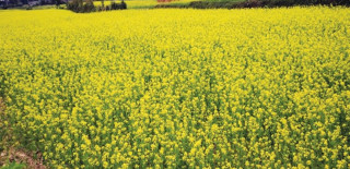 तोरी उत्पादनमा वृद्धि