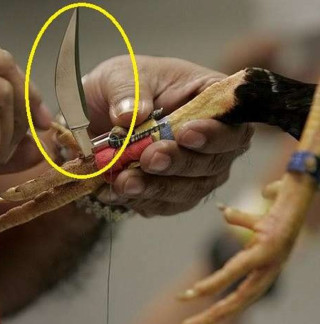 आफैंले पालेको भालेको आक्रमणबाट एक व्यक्तिको मृत्यु