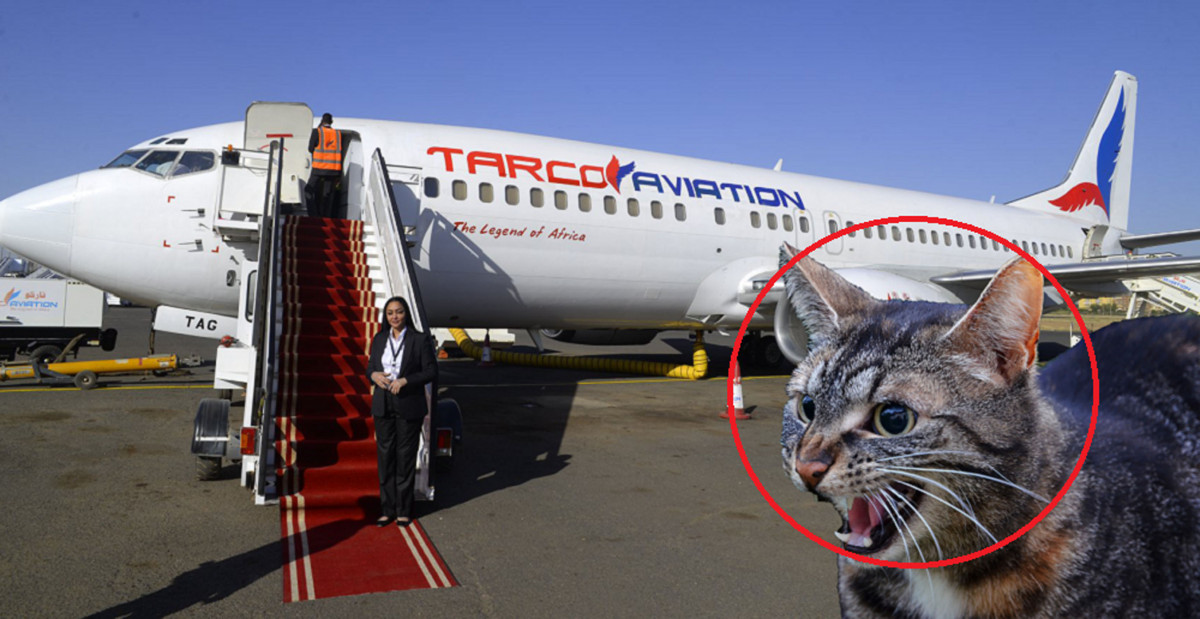 जब उडिरहेको जहाजका पाइलटलाई बिरालोले एक्कासी आक्रमण गर्यो, जहाज भित्र कसरी पस्यो बिरालो ?