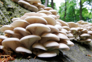 पढाइसँगै च्याउखेतीमा  देवश्वरीका विद्यार्थी