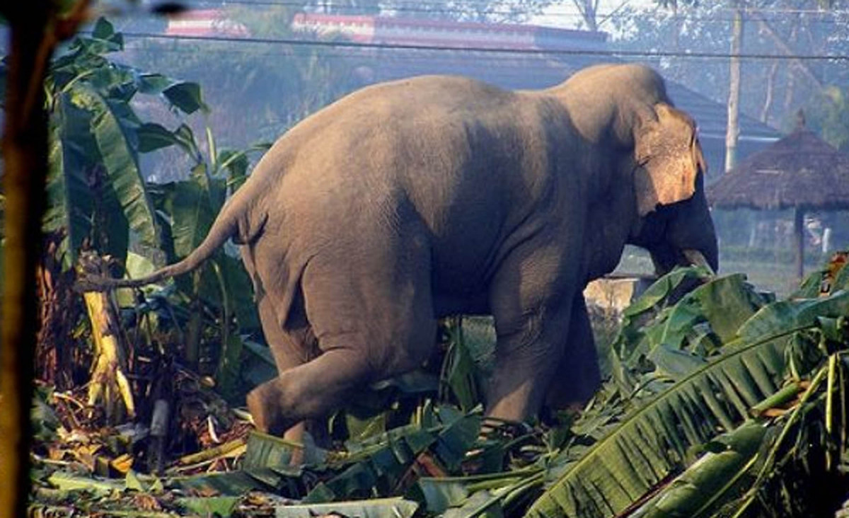 सुतिरहेकै ठाउँमा हात्तीले आक्रमण गर्दा एक महिलाको मृत्यु