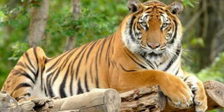 बाघको आक्रमणबाट १ जनाको मृत्यु