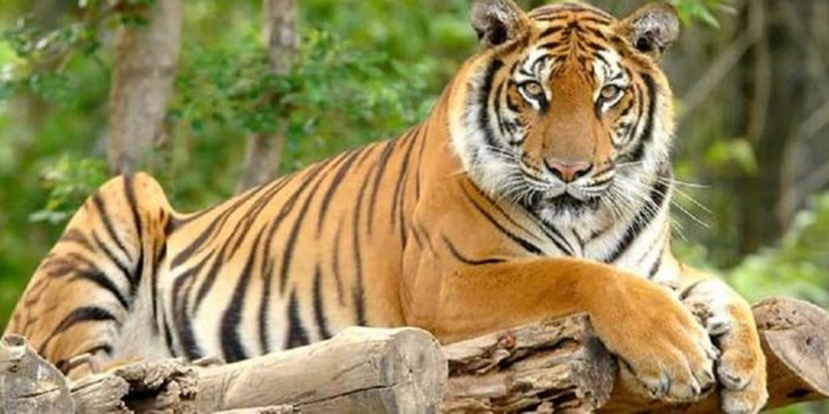 चारवटा पाटेबाघको घेराबाट जोगिएकाको अनुभव : 'आफू बाँचेको विश्वासै भएन’