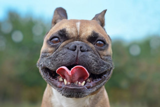 कुकुरमा देखियो ‘पार्वो भाइरस’ संक्रमण