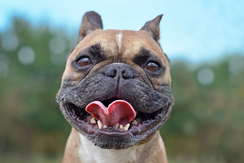 कुकुरमा देखियो ‘पार्वो भाइरस’ संक्रमण