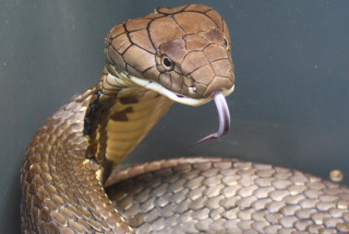 सर्पको टोकाइबाट बालिकाको मृत्यु