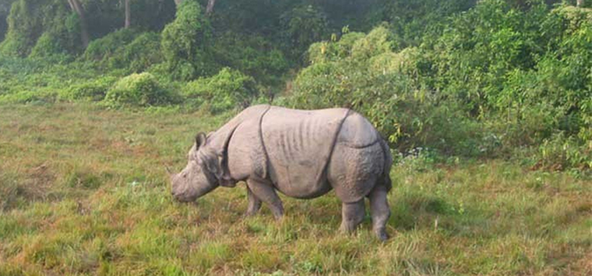 गैँडाको आक्रमणबाट एक महिला घाइते