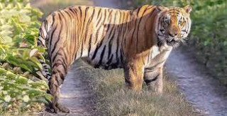 बाघ दिवस : शुक्लाफाँटामा पाटेबाघको सङ्ख्या बढ्दै