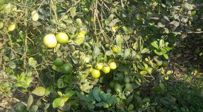 कागती खेती अभियानमा गौरीगञ्जका ज्ञानहरि