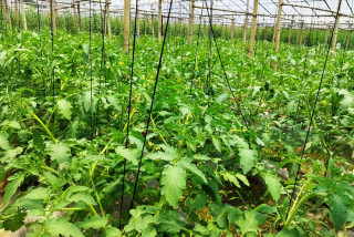 व्यवसायी किसान सङ्गठित ,  कार्यसमिति गठन