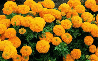 ढकमक्क फुलेको सयपत्री फूल