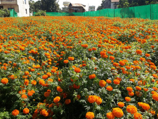 सयपत्री फूलबाट बाह्रै महिना आम्दानी