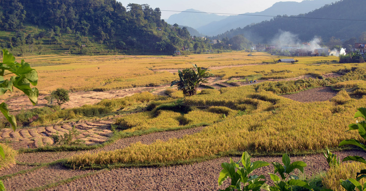 KN_Damauli-Dhankhetphoto1.jpg