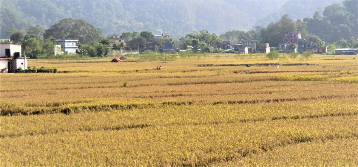 dhan-tanahu.jpg