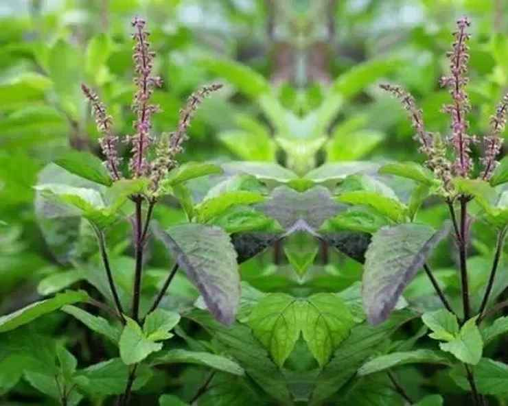 तुलसी सेवनको यस्तो छन् फाइदा छ