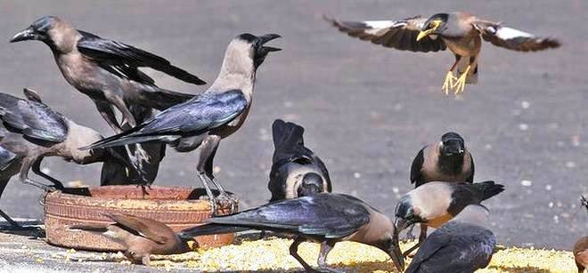 रत्नपार्कमा १८ औँ ‘काग सम्मेलन’ गर्दै