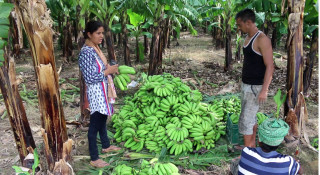 केराको एउटै बोटले व्यवसायी बन्न प्रेरित भट्टराईलाई