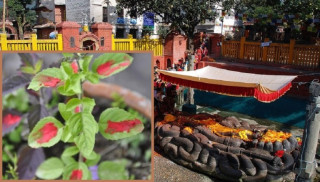 आज हरिबोधिनी एकादशी : तुलसी दामोदरको विवाह गरी मनाइँदै