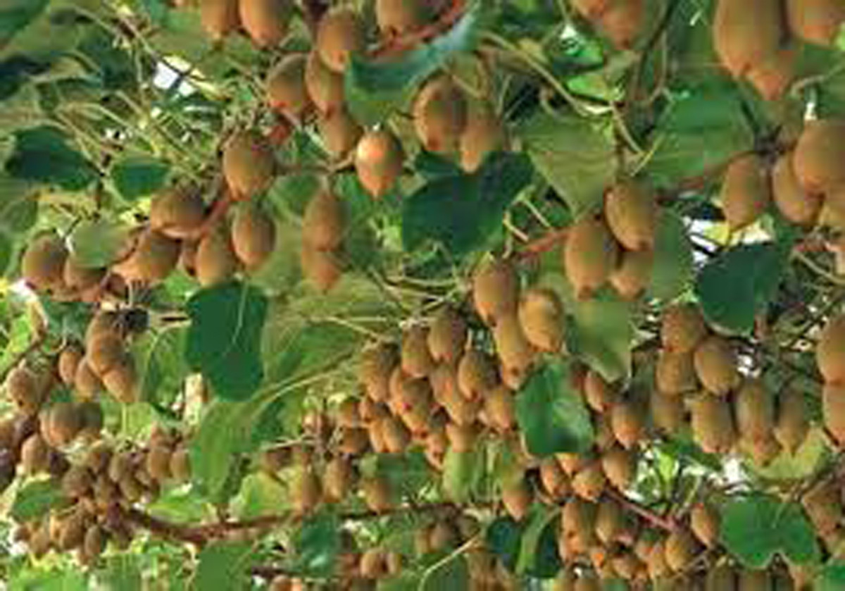 बागलुङमा किबीको उत्पादन बढेपछि  मूल्य घट्यो