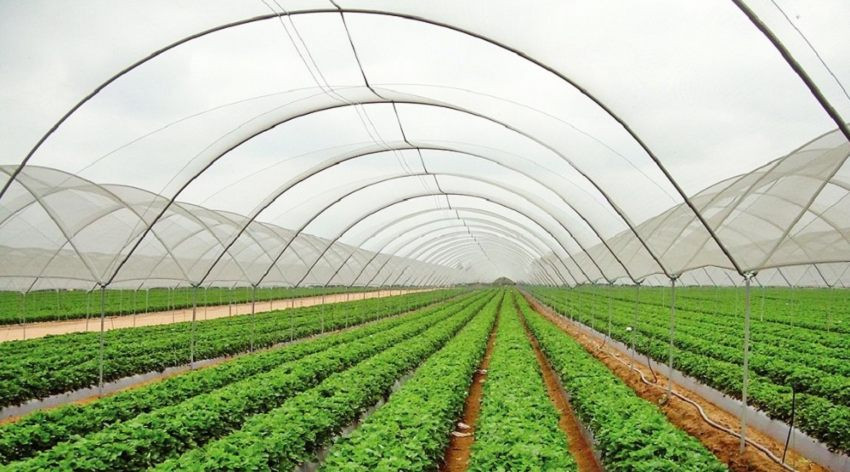 खलङ्गामा नर्सरी खेती प्रति किसान आकर्षित