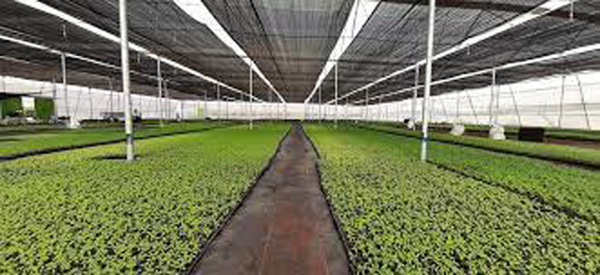 कृषि ज्ञानकेन्द्र कार्यालयको नाममा नमूना ग्रीन हाउस निर्माण गरिने