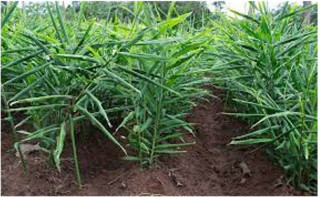 विद्यालय चलाउन  समस्या देखिएपछि सुरु गरे अदुवाखेती 