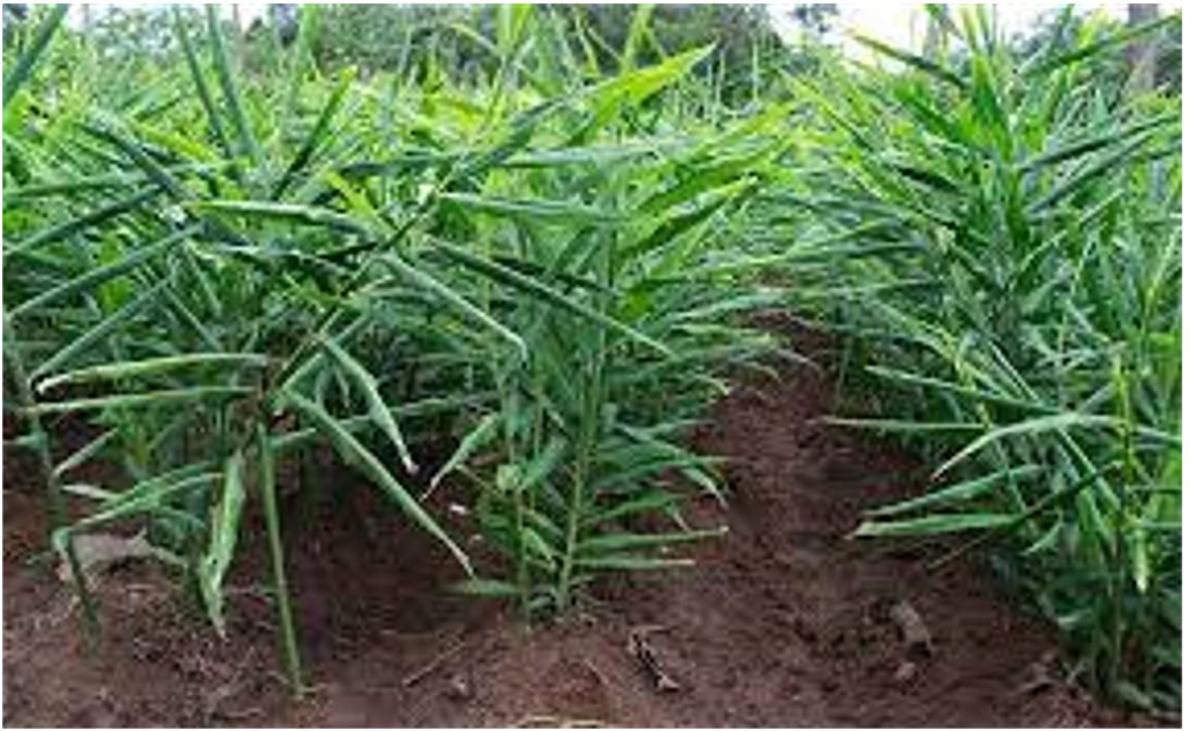 विद्यालय चलाउन  समस्या देखिएपछि सुरु गरे अदुवाखेती 