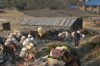 म्याग्दीको दुर्गम क्षेत्रमा खच्चडको भरमा खाद्यान्न ढुवानी