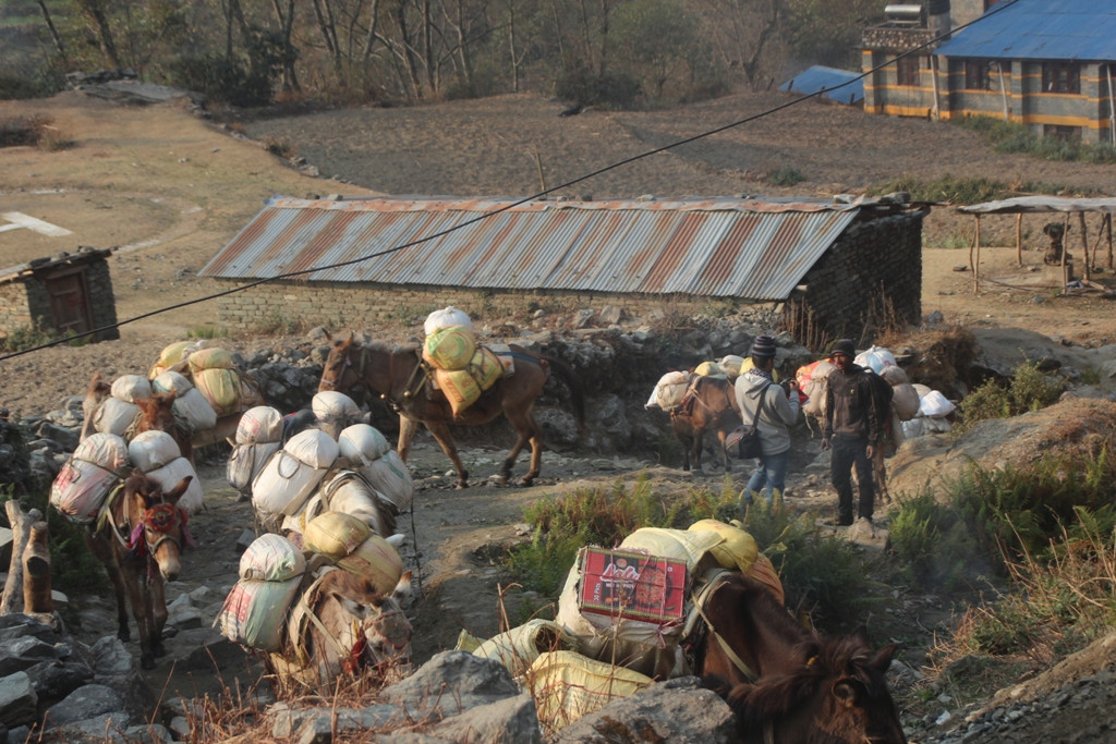 म्याग्दीको दुर्गम क्षेत्रमा खच्चडको भरमा खाद्यान्न ढुवानी