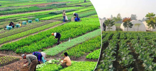 म्याग्दीमा कृषि उपजको उत्पादनमा वृद्धि
