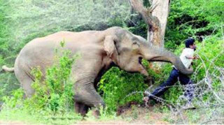 कञ्चनपुरमा हात्तीले आक्रमण गर्दा एकको मृत्यु