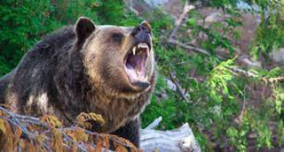 भालुको आक्रमणबाट दुई जना घाइते