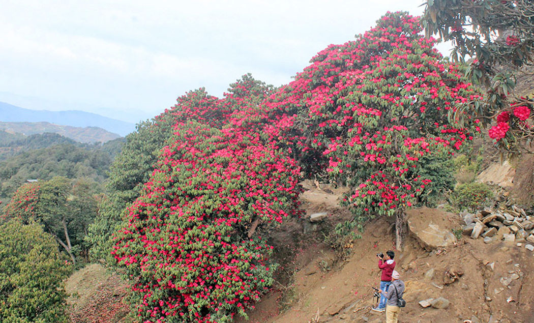 जलवायु परिवर्तनको कारणले पुसमै फुल्यो लालीगुराँस
