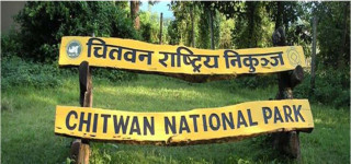 चितवन राष्ट्रिय निकुञ्जमा ६३ बन्यजन्तु के कारणले मरे