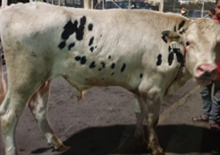 यसरी उपयोग हुदैँ अमेरिकी साँढे नेपालमा