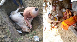 भरतपुरमा गाई मरेपछि शोकमा काज–किरिया